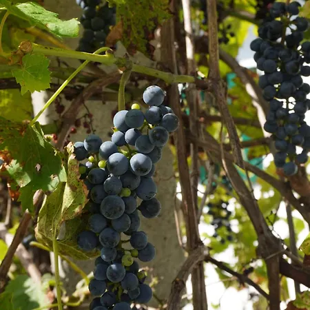 Kleine Weinberghaeuschen In - Jaegerpince * Garabonc