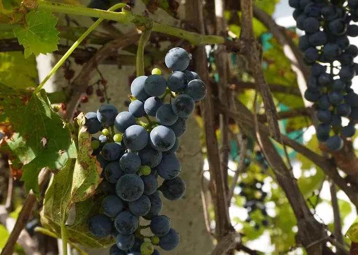 Kleine Weinberghaeuschen In - Jaegerpince * Garabonc